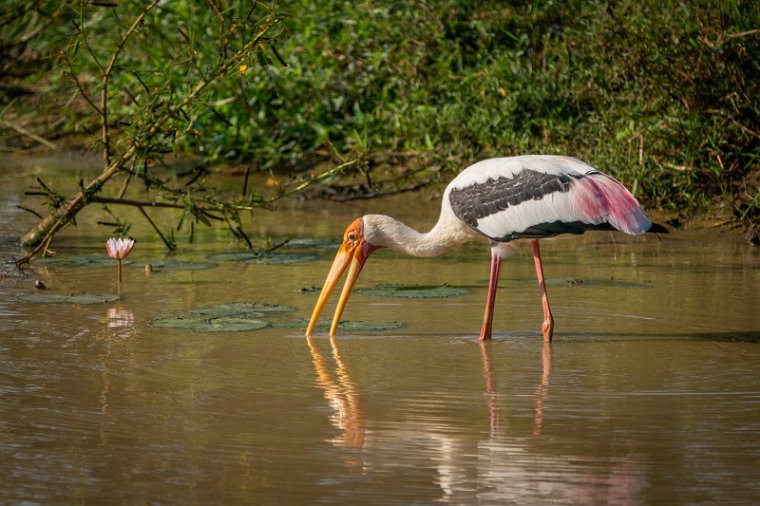 119 Yala NP, indische nimmerzat.jpg